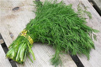 Rau thì là chữa nhiều bệnh hiệu quả, còn là 'Viagra' thiên nhiên cho quý ông